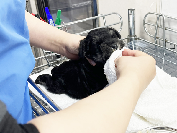 ☆子犬のお世話☆